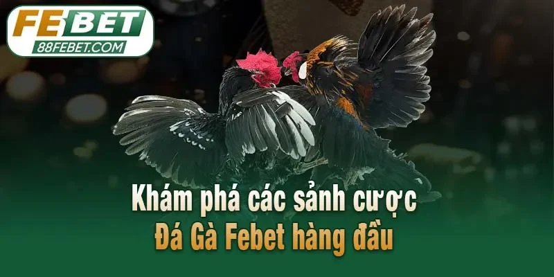 Khám phá các sảnh cược Đá Gà Febet hàng đầu