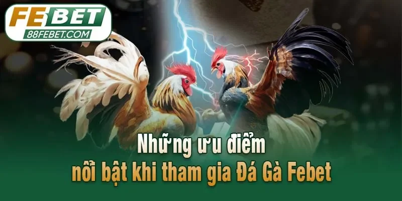Những ưu điểm nổi bật khi tham gia Đá Gà Febet